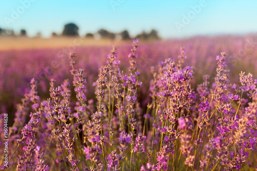 Soft focus of lavender flowers under the sunset light. Natural field closeup background in Provence  France.