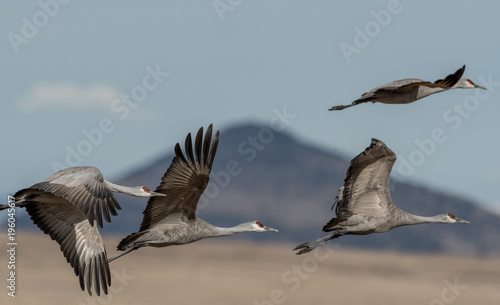 Sandhill Cranes during the annual spring migration in Monte Vista, Colorado