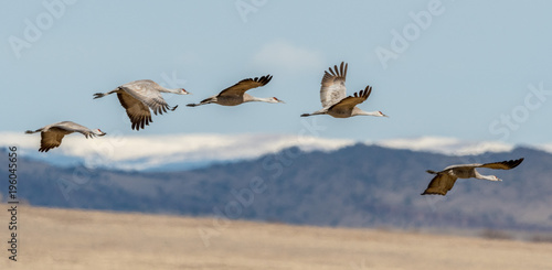 Sandhill Cranes during the annual spring migration in Monte Vista, Colorado