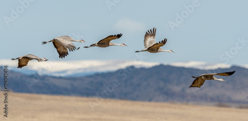 Sandhill Cranes during the annual spring migration in Monte Vista, Colorado photo