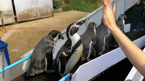 Penguins in the aviary and the hands of tourists. photo