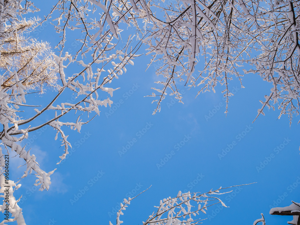 Picture from bottom of tops of winter trees and blue sky Picture from bottom of tops of winter trees and blue sky