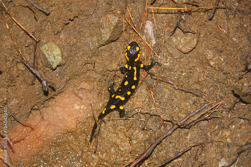 salamander black and yellow in the forest