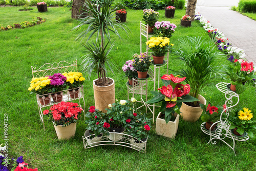 Flowers in the garden for l...