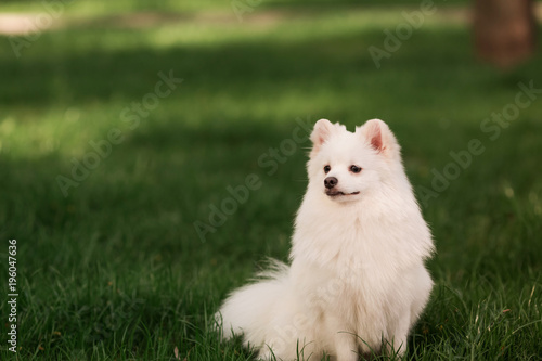 Fototapeta Naklejka Na Ścianę i Meble -  Cute white spitz dog outdoor