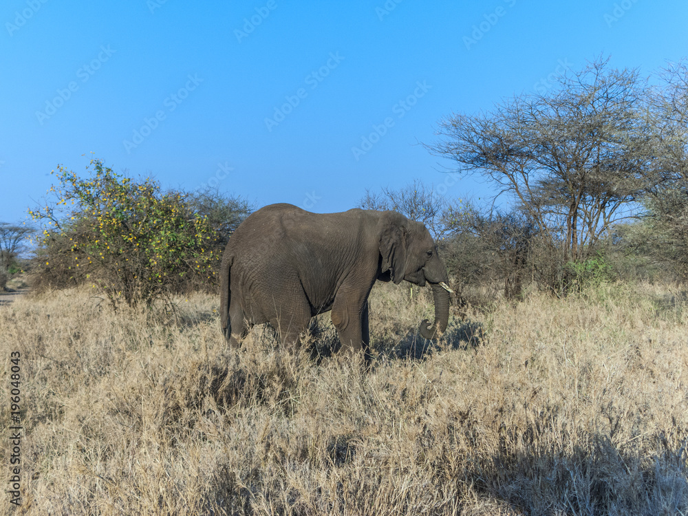 elephant in the serengeti national park