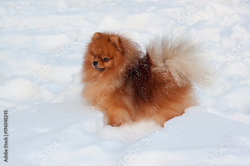 Beautiful pomeranian puppy is sitting on a white snow. Pet animals. © tikhomirovsergey