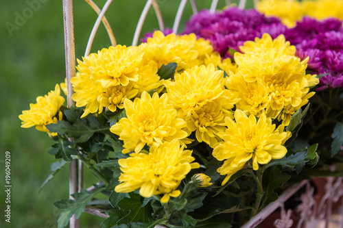 Flowers in the garden for l...