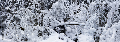 Verzauberter winterlicher Bergwald photo