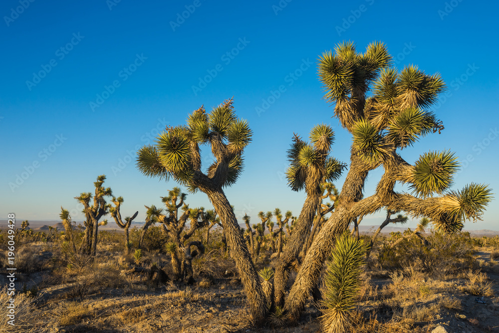 Large branches of Joshua Tree reach out over desert floor in the Mojave of southern California. Large branches of Joshua Tree reach out over desert floor in the Mojave of southern California.