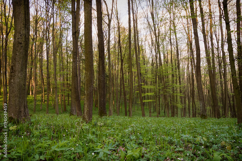 Obraz premium Forest in the spring