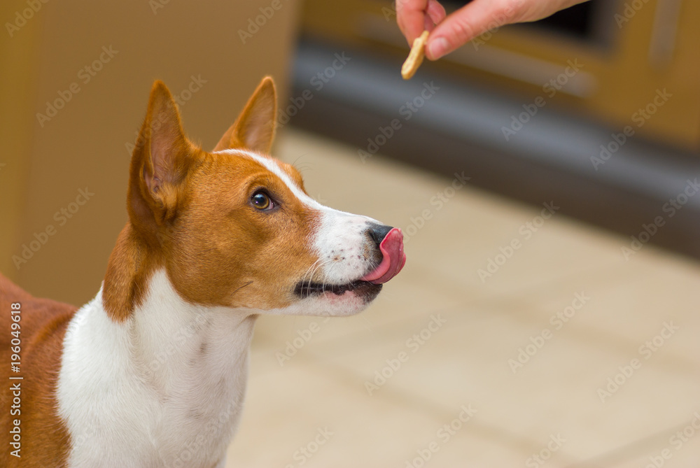 Licking basenji is ready to eat morsel of tasty cookie from master's hand