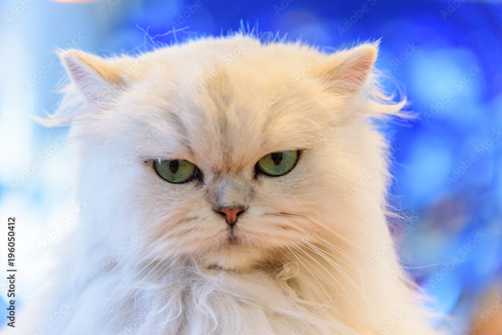 Fototapeta premium White Persian cats with lighting