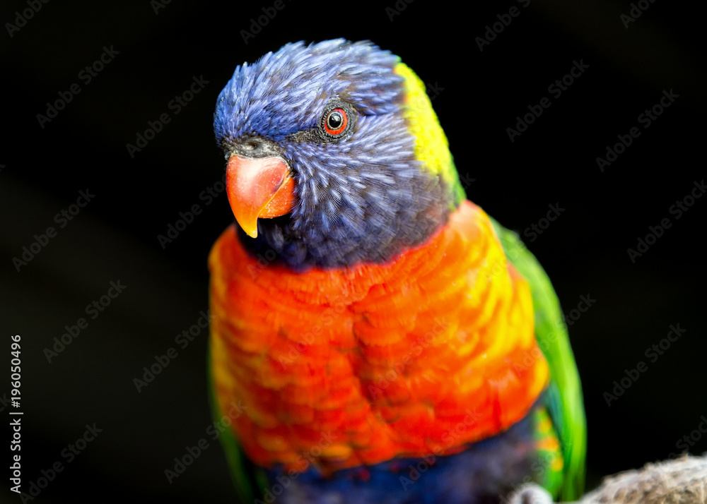 Rainbow Lorikeet Portrait Rainbow Lorikeet Portrait