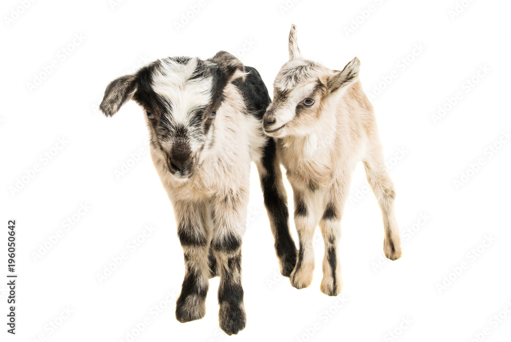 Fototapeta premium little goatling
