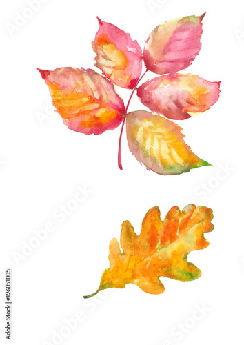 Delicate autumn leaf of Raspberry. Oak Leaf. Watercolor natural background.