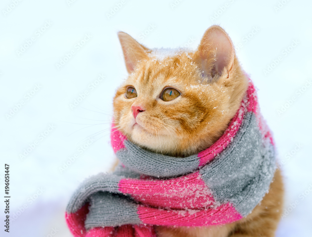 Portrait of a little kitten wearing knitted scarf outdoors in winter Portrait of a little kitten wearing knitted scarf outdoors in winter