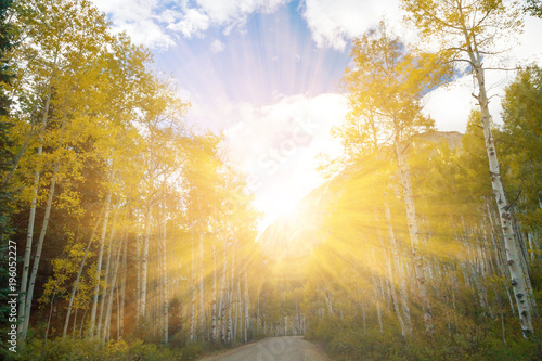 Sunlight shines through fall trees in Colorado © deberarr