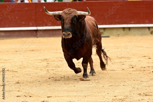 toro en plaza de toros de españa