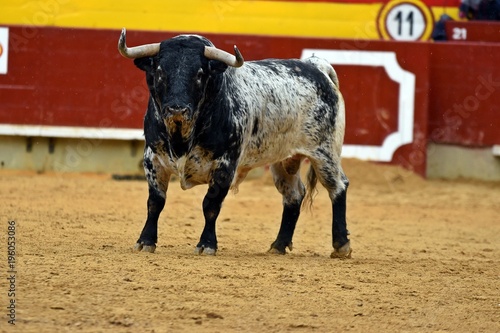 toro en plaza de toros de españa