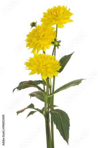 Fototapeta Naklejka Na Ścianę i Meble -  dahlia flower isolated
