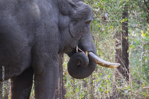 Elephant feeding on grass in a forest photo