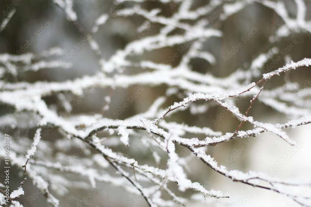 Tree branches covered in snow with blurred background Tree branches covered in snow with blurred background