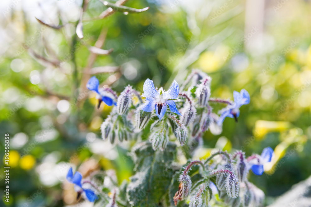 Beautiful flower with morning dew. Malta, Gozo. Beautiful flower with morning dew. Malta, Gozo.