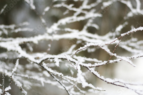 Tree branches covered in snow with blurred background