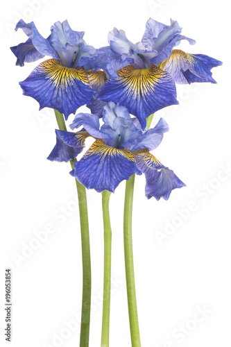 Fototapeta Naklejka Na Ścianę i Meble -  iris flower isolated