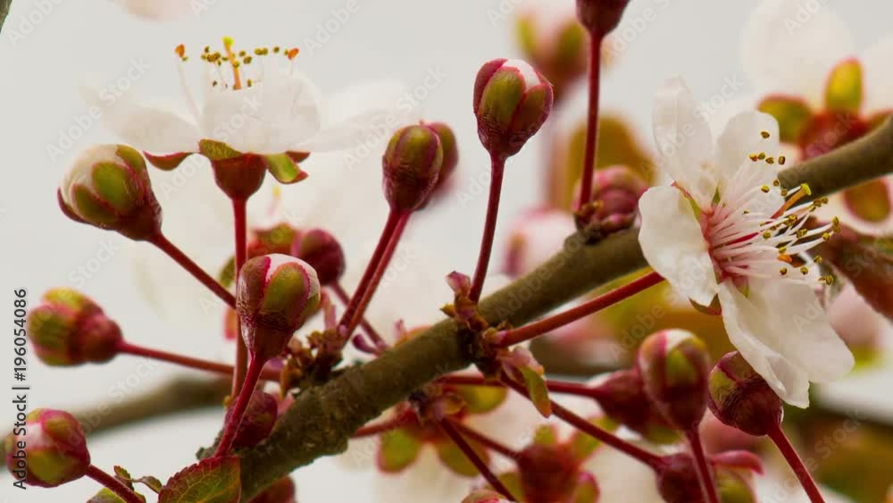 White Flowers Blossoms on the Branches Cherry Tree. Timelapse.
White Flowers Blossoms on the Branches Cherry Tree. Timelapse.