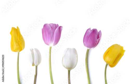 colorful and pretty tulips standing  on white background 
