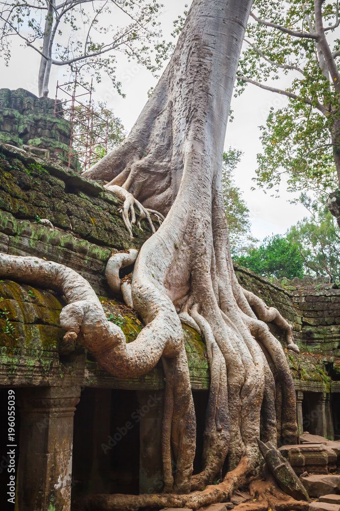 Ta Prohm Temple, Angkor, near Siem Reap, Cambodia