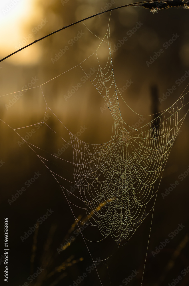 Large web with large holes is covered with drops of dew