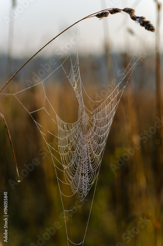 Large web with large holes is covered with drops of dew