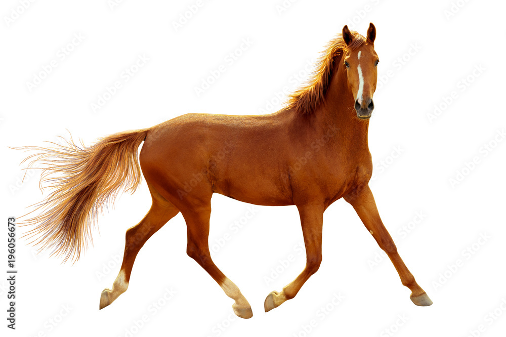 Fototapeta premium Czerwony koń w świetle konturowym kłusuje swobodnie.