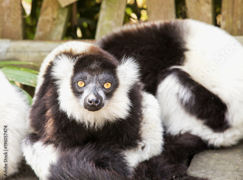 Lemur, black and white, staring at camera