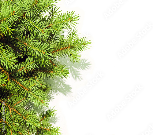 Young green spruce branches under the bright sun  isolated on white background  shadow. Twigs of a Christmas fir tree  sprigs frame
