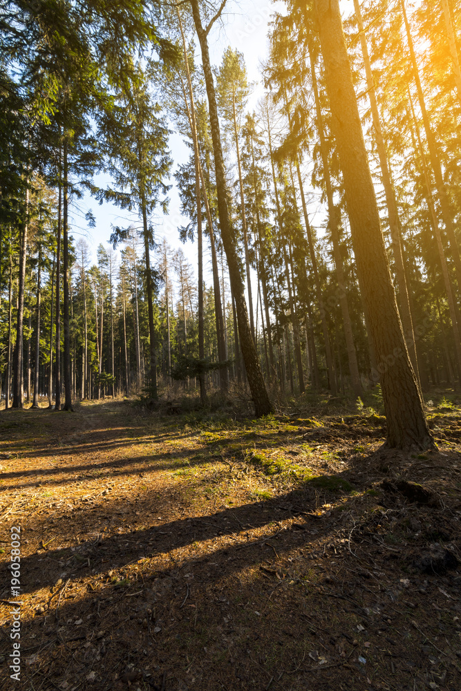 Fototapeta premium Beautiful spring forest at sunset.