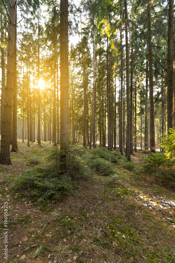 Obraz premium Beautiful spring forest at sunset.