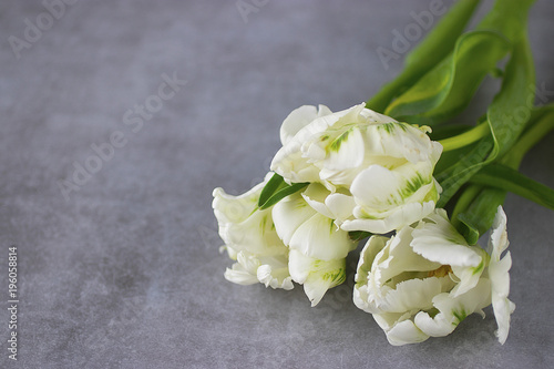 Unusual white tulips on gray background.