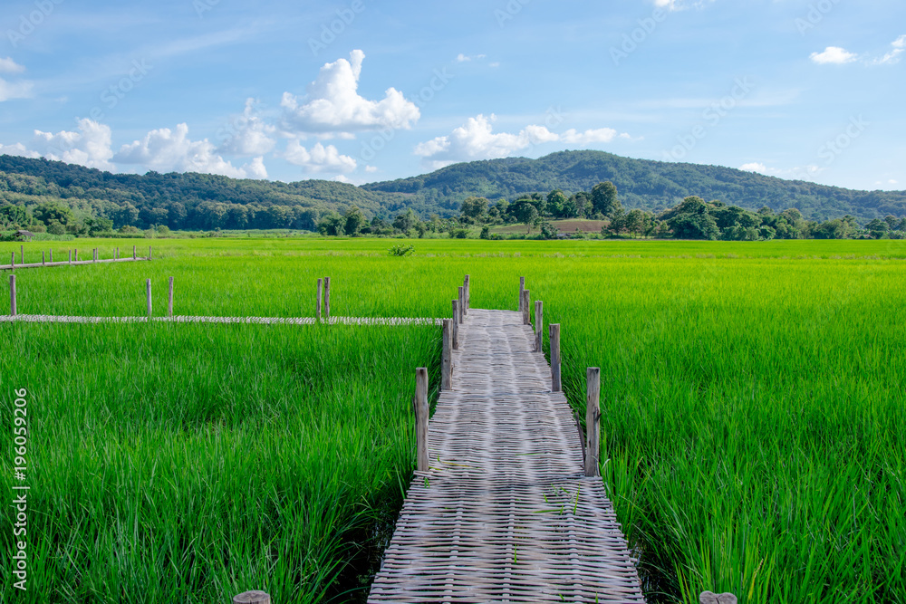 bamboo bridge in green rice field with the view of mountain and blue sky in background bamboo bridge in green rice field with the view of mountain and blue sky in background