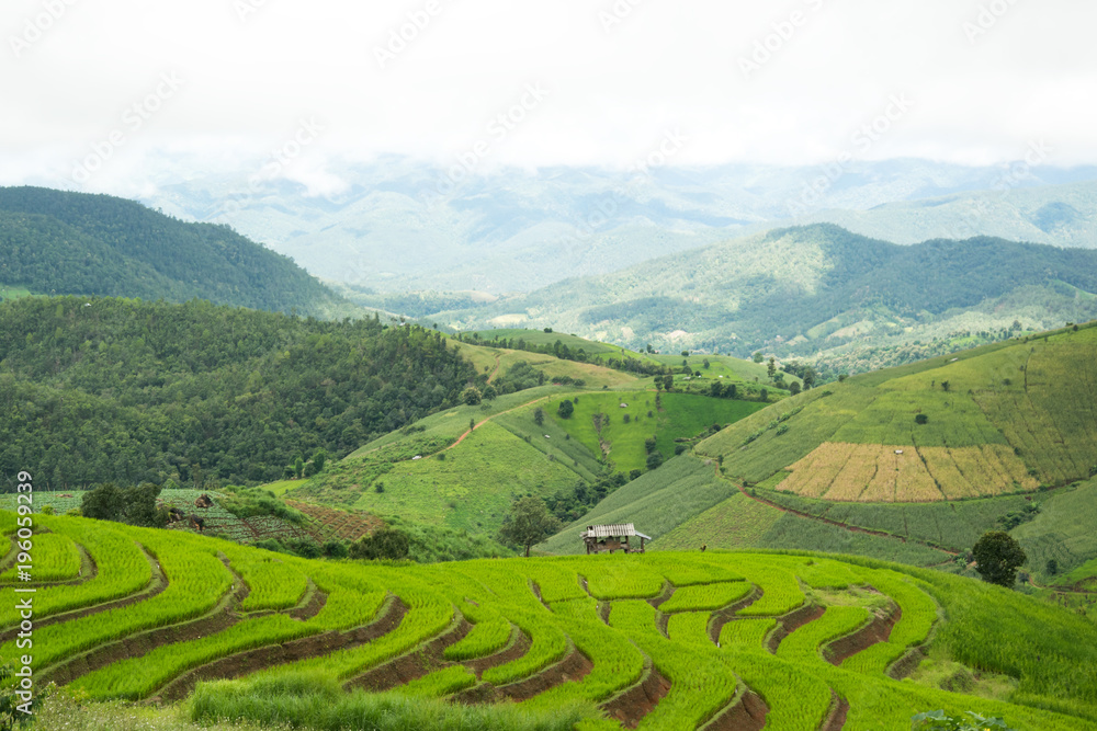 Green Rice Field Terracedwith clouds in Chiangmai, Thailand