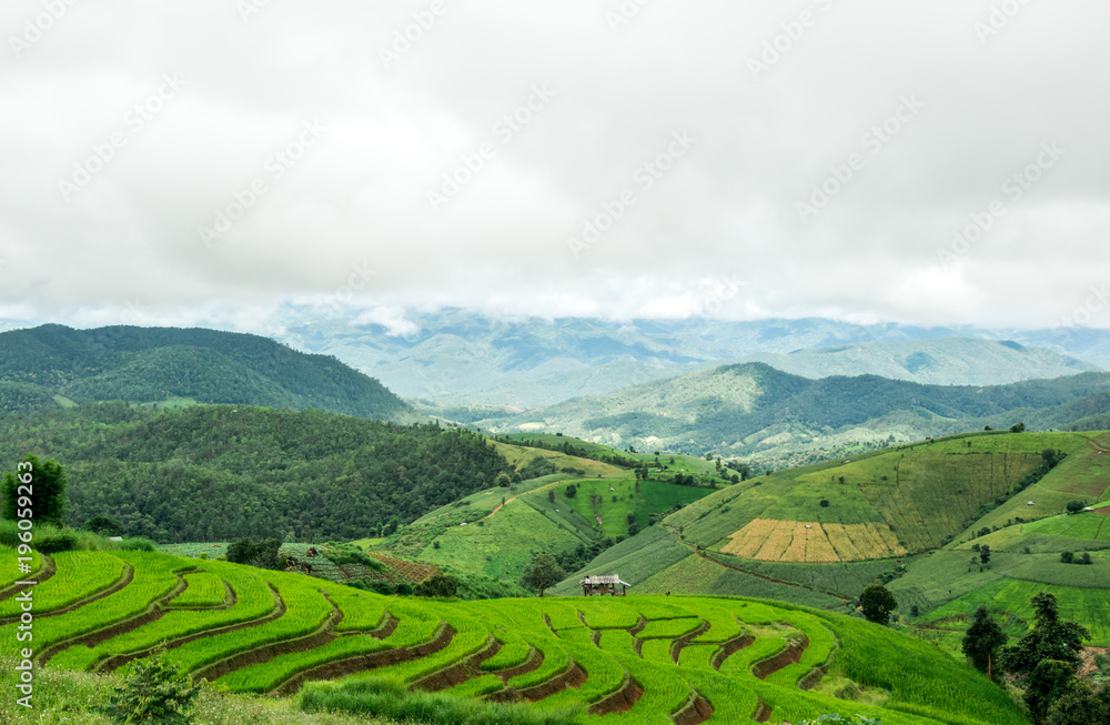 Green Rice Field Terraced with clouds in Chiangmai, Thailand
