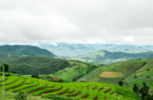 Green Rice Field Terraced with clouds in Chiangmai, Thailand