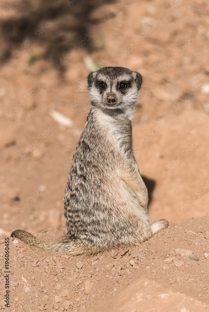 Fototapeta premium Meerkat looks behind in a zoo