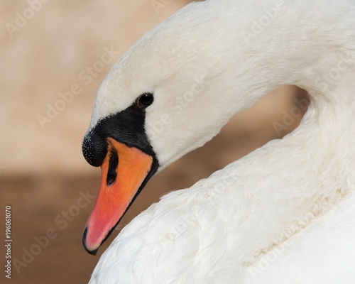 Fototapeta Naklejka Na Ścianę i Meble -  Mute swan close up