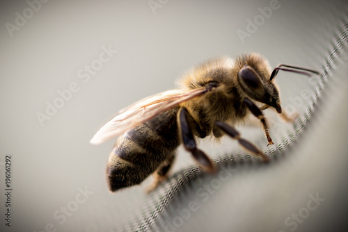 Bienen Macro