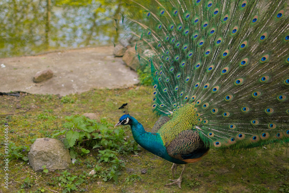 Fototapeta premium beautiful peacock with a loose tail