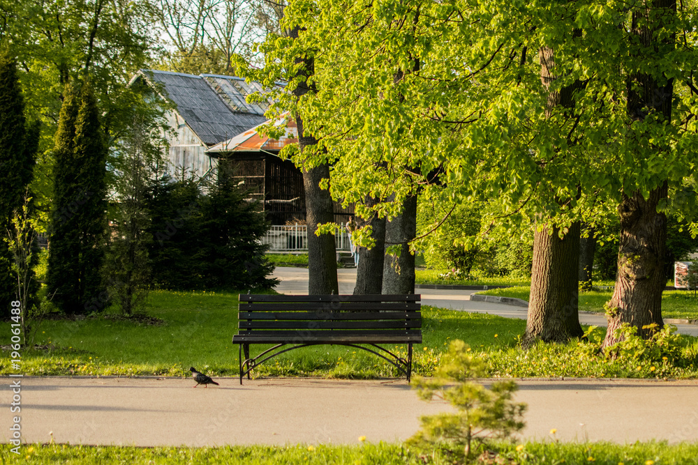 Obraz premium empty bench in a park under a tree
